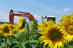 Sonnenblume_2.jpg