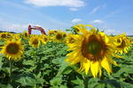 Sonnenblume_1.jpg